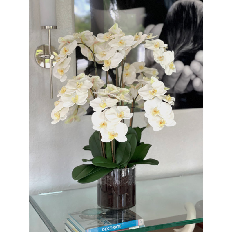 Blooming Orchid in Vase, White