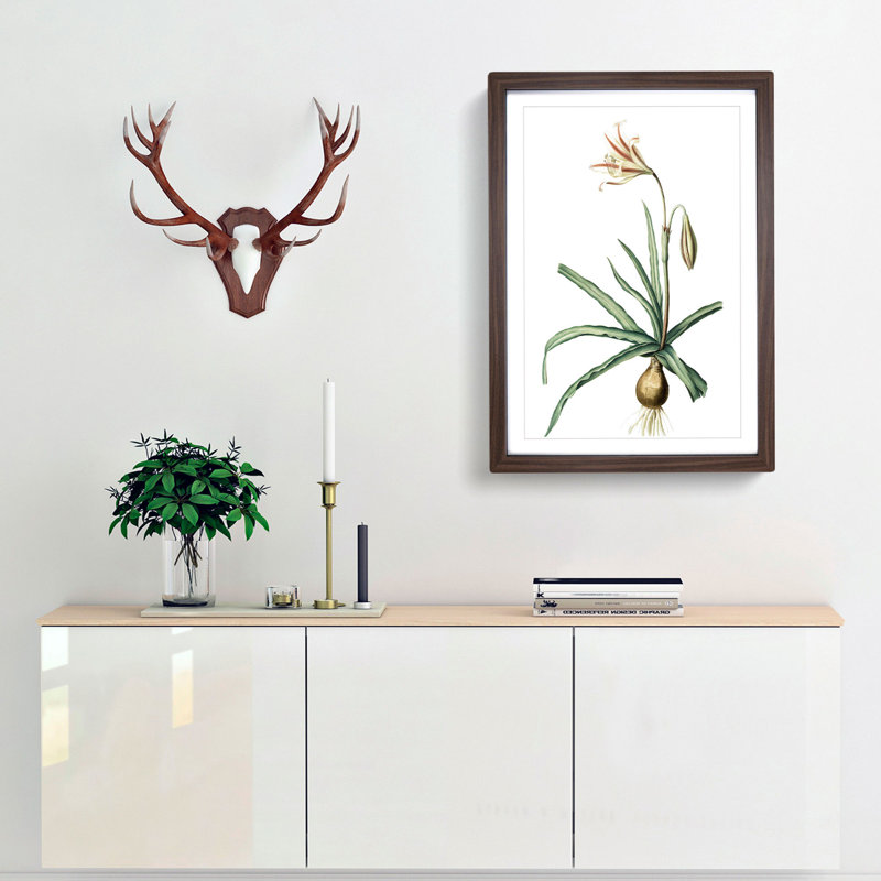 Amaryllis Broussonetii Flowers by Pierre-Joseph Redoute - Framed Print, 33cm H x 24cm W x 2cm D, Walnut Framed