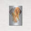 "Vizsla hongroise" par Barbara Keith-594243311