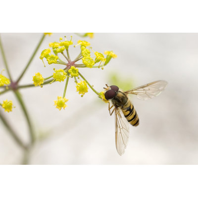 Ider Hoverfly (Syrphidae) - Wrapped Canvas Print