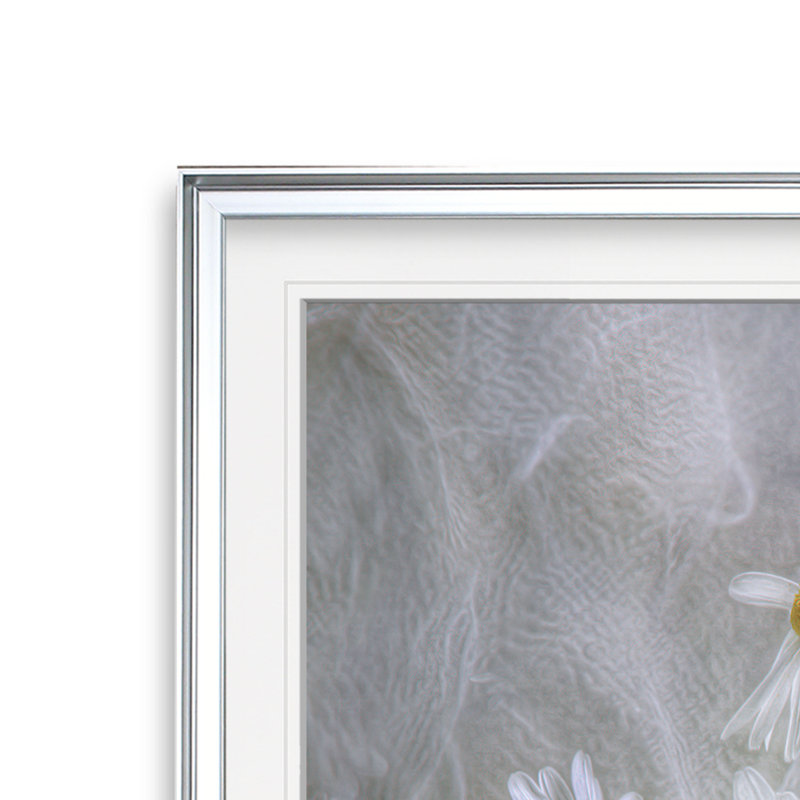 Marguerites - reproduction de photo, H 17,5 po x l 17,5 po, Impression encadrée, Silver