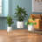 Persinger Pot Planter-1743963455