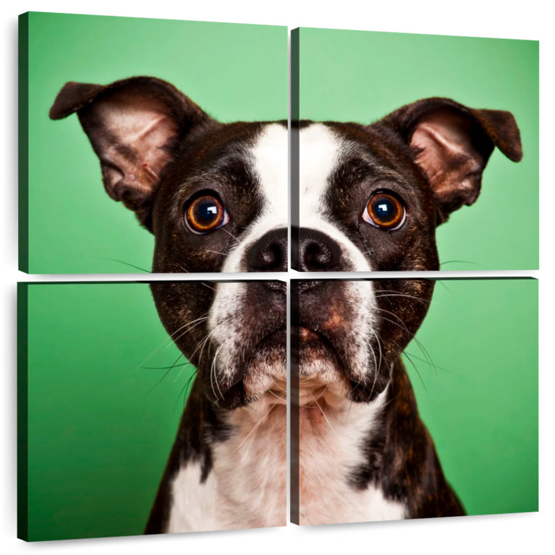 Boston Terrier Brampt Attentive, H 26 po x l 26 po