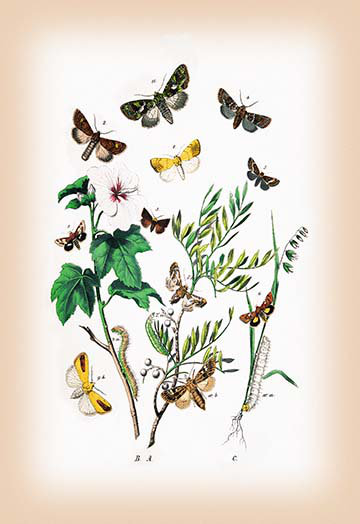 Moths : hadena atriplicis, h. exulis, et al. par l kirby, impression sur l’image