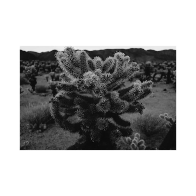 Cholla Cactus Garden XIII by Bethany Young - Print on Canvas, 101.6cm H x 152.4cm W x 3.81cm D, Wrapped Canvas