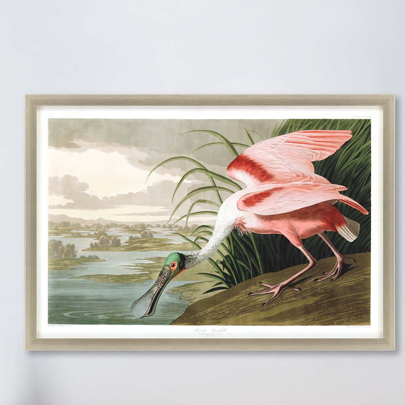 « rosee spoonbill », peinture encadrée