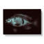 A Blue Fish - Wrapped Canvas-55368236