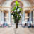 Dracaena Marginata Plant-282626943