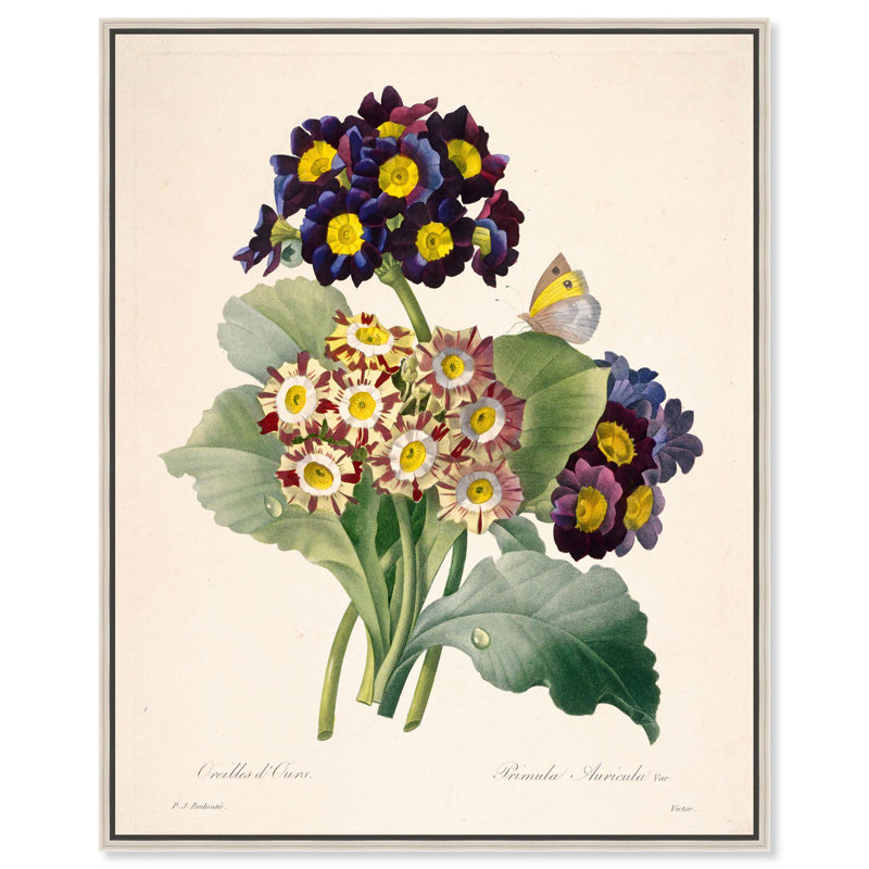 Toile Auricula Variétés par Art Remedy, Noir, H 21 po x l 17 po, Cadre flottant