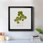 «Pressed Clover II», reproduction encadrée de qualité supérieure - prête à être accrochée-1334850659-1334850716-1334850713