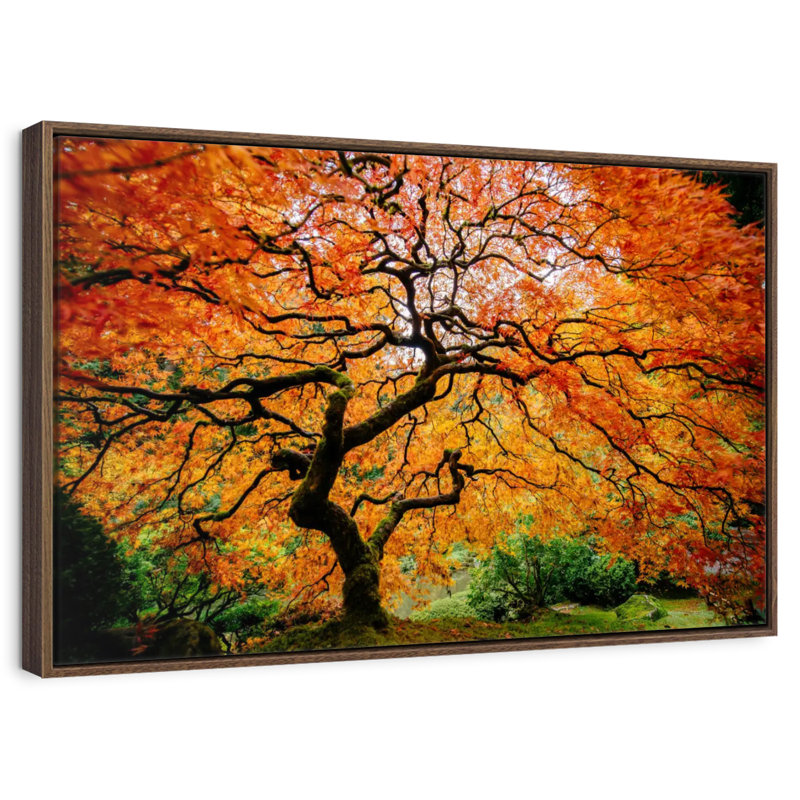 Automne érable japonais, Cadre flottant en noyer, 31 po x 21 po