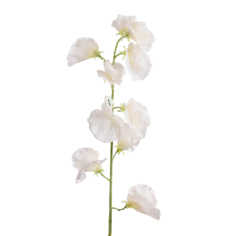Sweet Pea, White