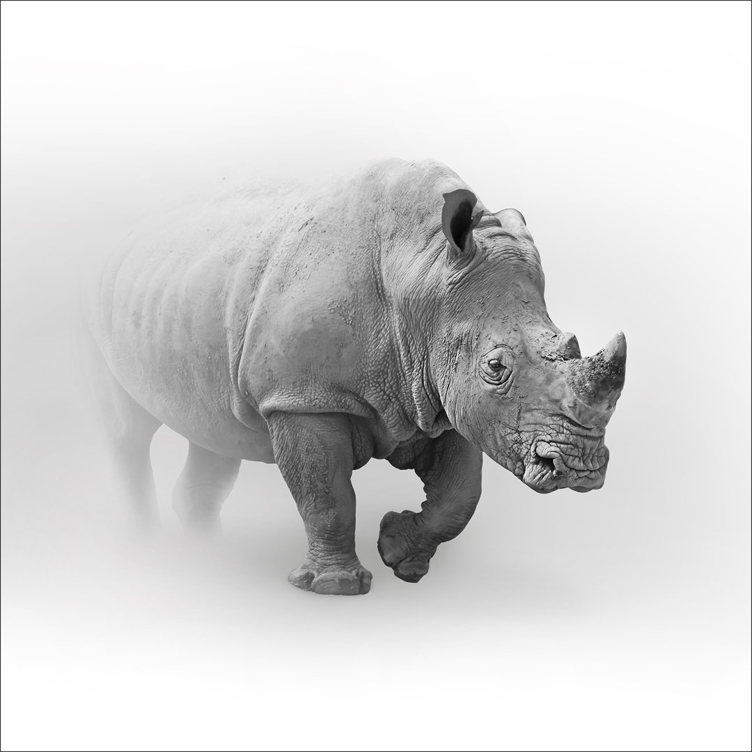 Grey Rhino – Druck ohne Rahmen auf Floatglas