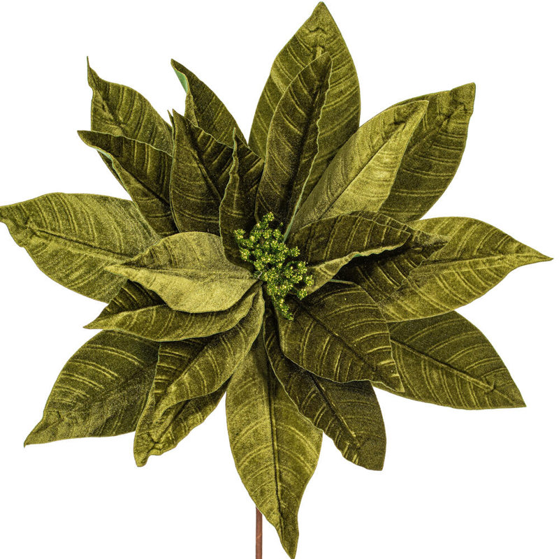 Tiges de poinsettia Clementina, Lime