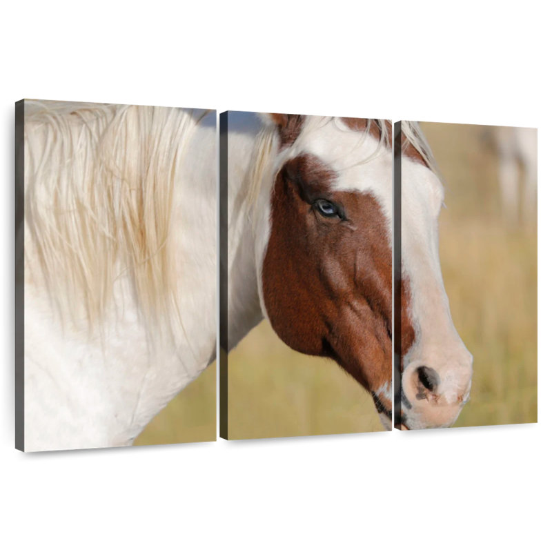 Beauté aux yeux bleus Brampt, H 24 po x l 38 po