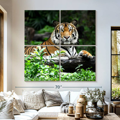 Resting Bengal Tiger