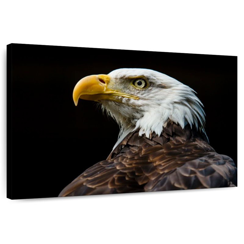 Brampt Bald Eagle Fierce Gaze, 26" H x 39" W