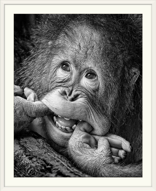 Straub 'Big Smile Please by Angela Muliani Hartojo Photographic Print The Twillery Co.® 