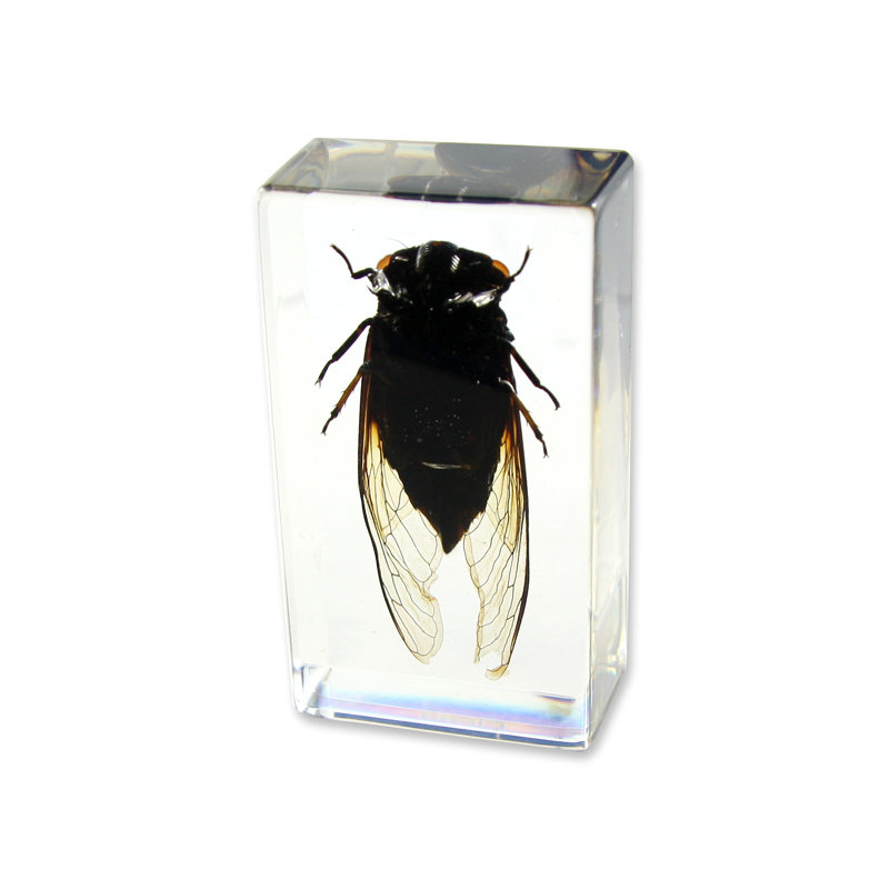 Presse-papier coccinelle queener Cicada