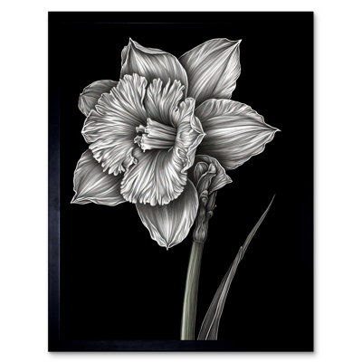 Babiarz Daffodil Flower Black And White Pencil Drawing - Single Picture Frame Print