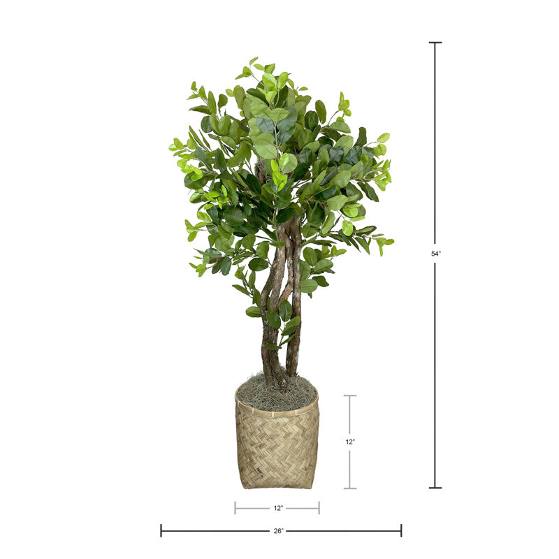 Green Ficus in Beige Bamboo Planter
