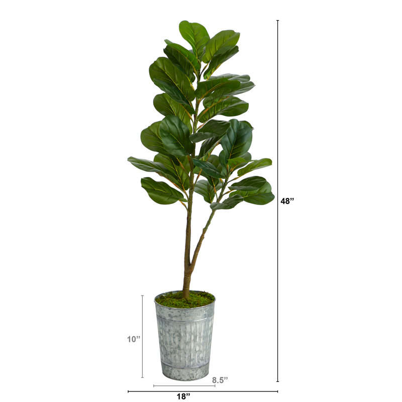 Figuier 48 po en pot
