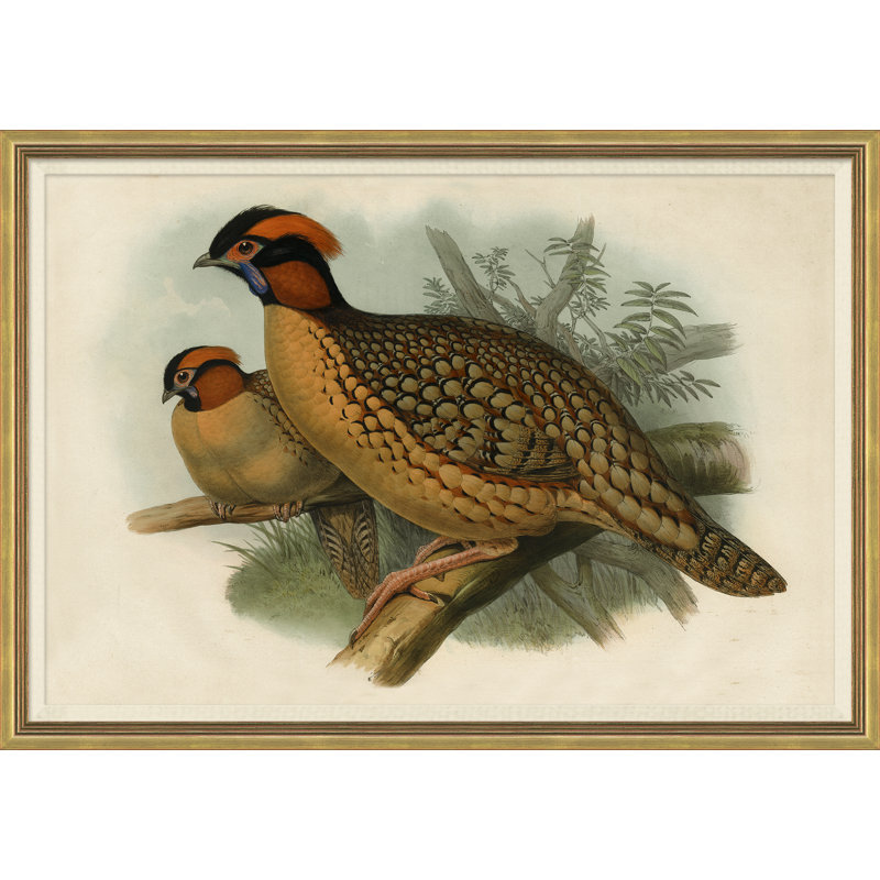 Pheasants From Gould's Birds Of Australia 5 Giclee Print by John Gould
