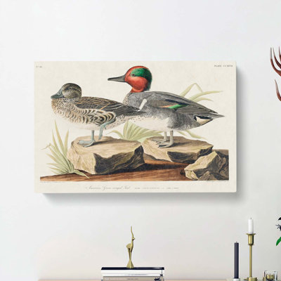 Green-Winged Teal Ducks by John Audubon - Wrapped Canvas Painting