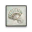 «Seashells I» par Mollie B., reproduction d'art-133722908-133722907-133722902