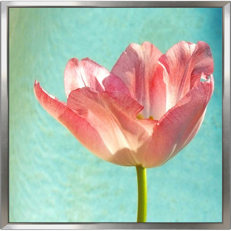 «Pink Tulip», reproduction de photo, H 21,5 po x l 21,5 po x P 2 po, Cadre flottant argent