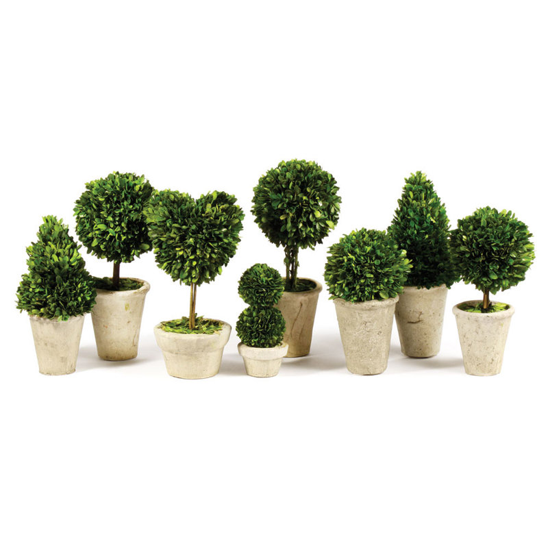Preserved Greens Boxwood Topiary in Ceramic Pot