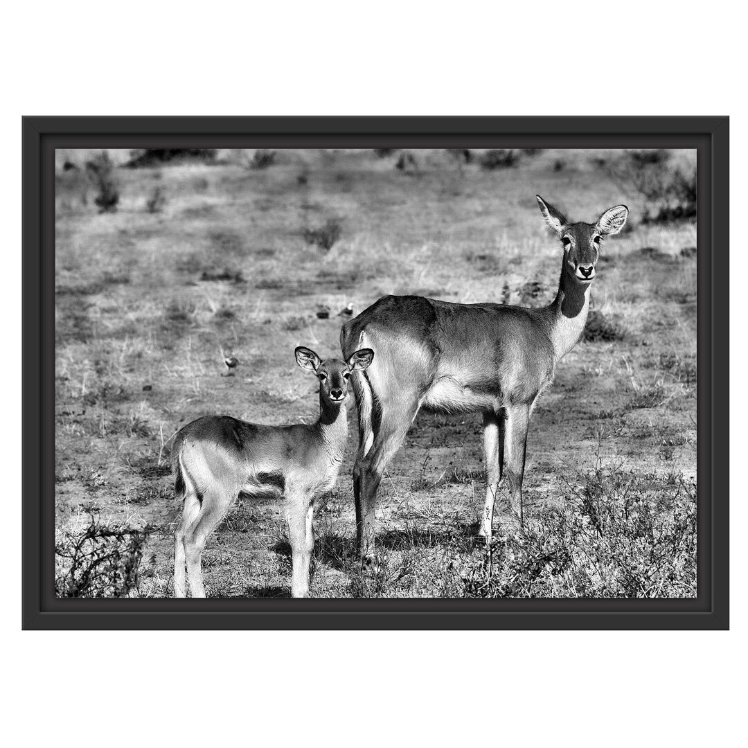 Gerahmtes Wandbild Indische Gazelle mit Jungtier