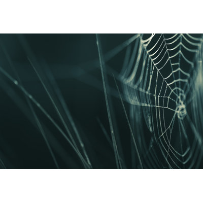 Ayushman Spiderweb Closeup - Wrapped Canvas Print