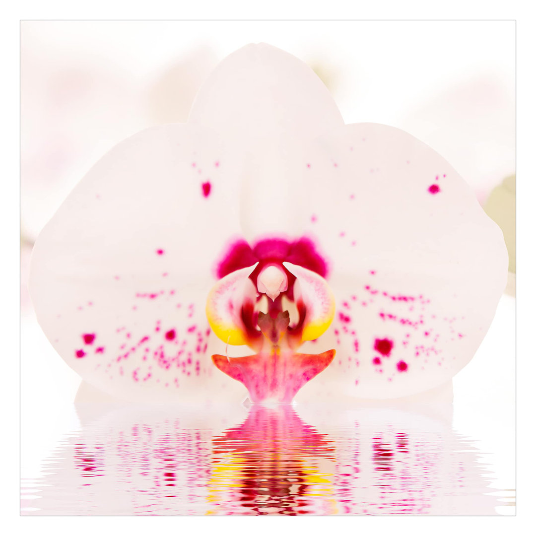 Dotted Orchid on Water 3.36m x 3.36m Textured Matt Peel & Stick Wall Mural
