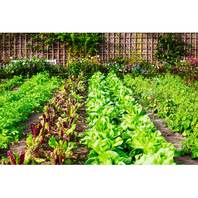 " Vegetable Garden " by Firina