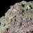 Cardyn Landscape & Nature Crystal