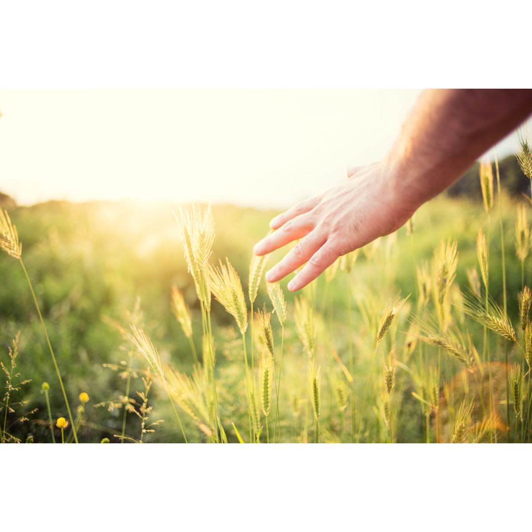 Hand In A Field von Pekic - Druck ohne Rahmen auf Leinwand