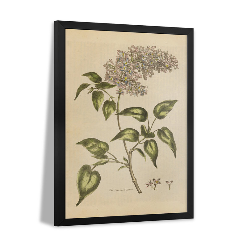 «Herbal Botanical I Crop II», reproduction d'art mural - affiche de galerie, H 32 po x l 24 po