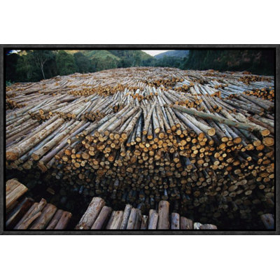 Gum Tree Lumber, the World's Biggest Source of Eucalyptus Pulp for Paper, Atlantic Forest, Brazil' Photographic Print -  East Urban Home, EAAC8226 39225101