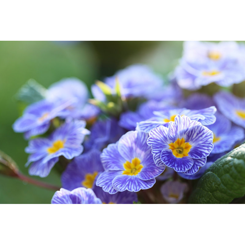Blue Primrose - Photographie sur toile tendue, H 8 po x l 12 po