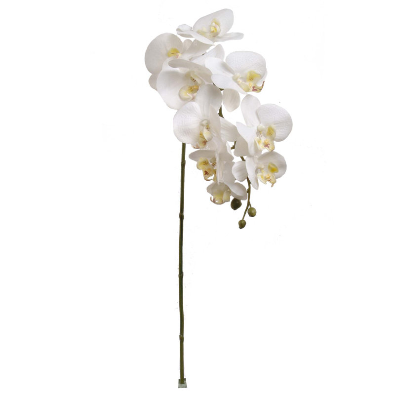 Tige d'orchidée phalaenopsis, Blanc, 4