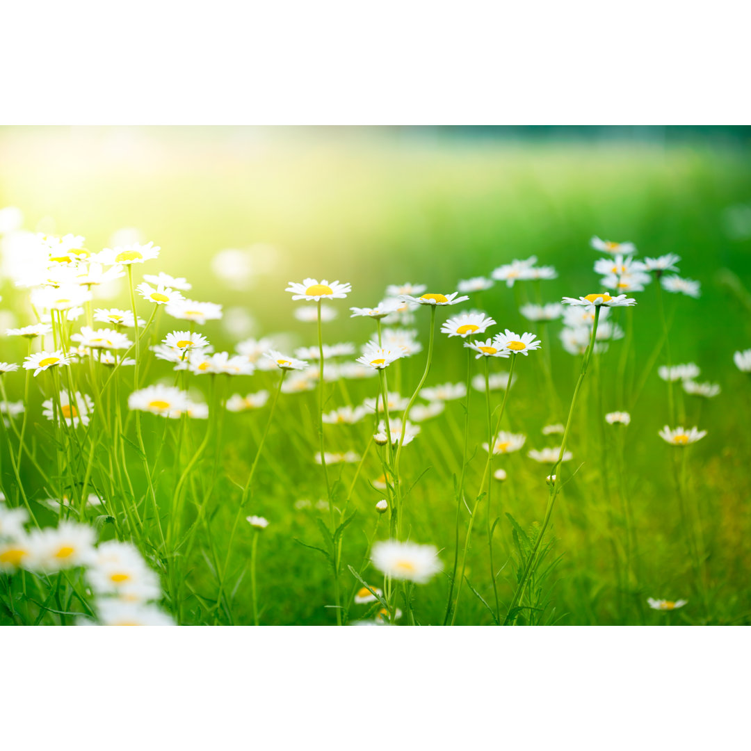 Frühling Gänseblümchen von Jasmina007 - No Frame Set auf Leinwand