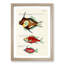 East Indies Fish Illustrations XXXVI by Louis Renard - Picture Frame Graphic Art Print-55537198-55537200