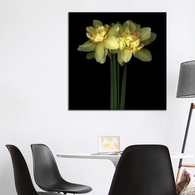Daffodil Double IX by Magda Indigo - Wrapped Canvas Print