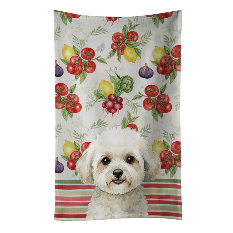 Torchon blanc et crème Bichon Frise, White/Cream Bichon Frise