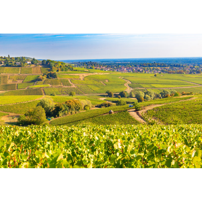 View of Vineyards, in Burgundy, France 1 Piece Wrapped Canvas Wall Art, 30cm H x 46cm W