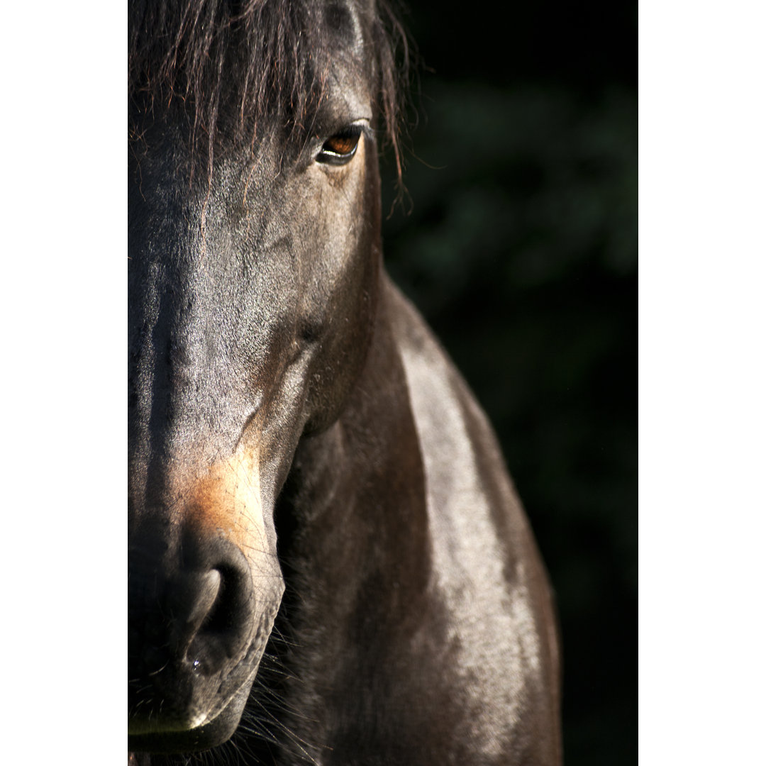 Horse Portrait - Wrapped Canvas Print