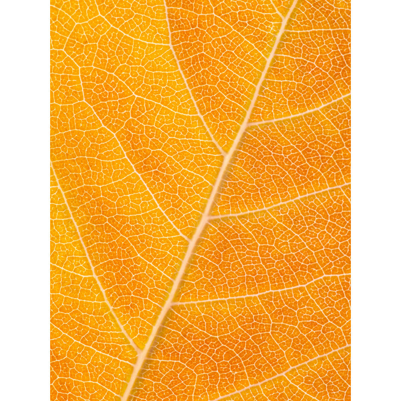 Feuille d'automne par Philippe Moisoux - photographie, H 32 po x l 24 po, Toile tendue