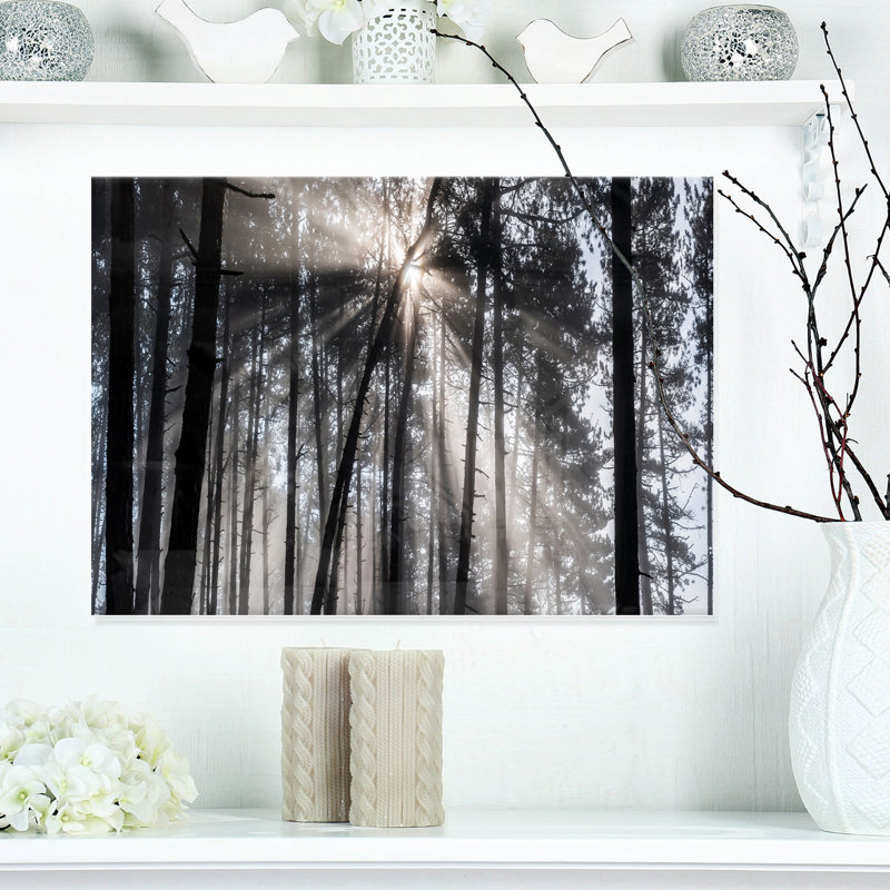 «Sunbeam Through Black White Forest», photographie, Métal métal, H 38 po x l 38 po x P 1 po