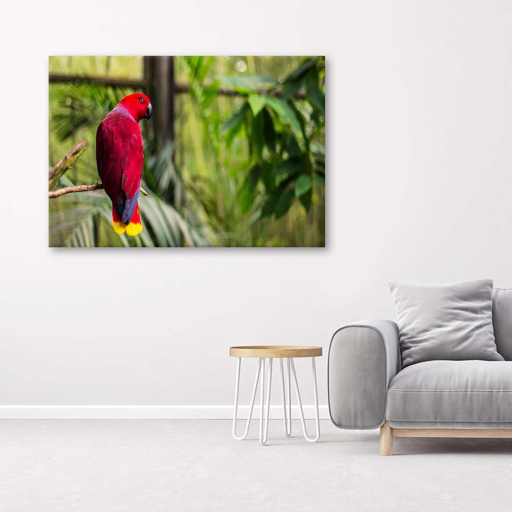 Leinwandbild Parrot Paradise Birds Nature